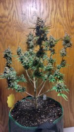 IMG_20231229_132228_HDR[1].jpg