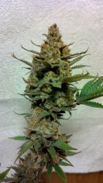 IMG_20231229_132130_HDR[1].jpg