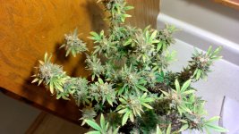 IMG_20231229_130315_HDR[1].jpg