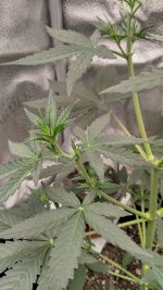 RVC1[1].jpg