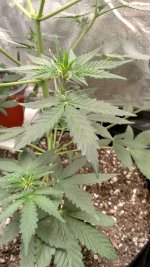 RVC2[1].jpg