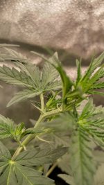 RVC3[1].jpg