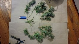 OZS1[1].jpg