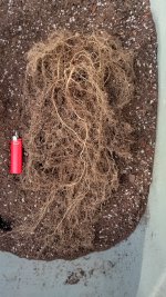 roots[1].jpg