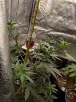 RVC1[1].jpg