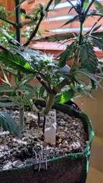 IMG_20240108_123751[1].jpg