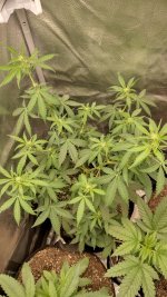 IMG_20240111_210437_HDR[1].jpg