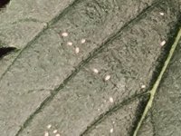20240115_132228.cleaned.jpg
