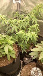RVC3[1].jpg