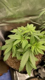 OGK3[1].jpg