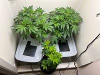 blue-dream-clipped.jpg