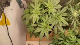 OGK2[1].jpg