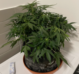 02.png