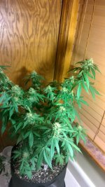 IMG_20240126_164749_HDR[1].jpg