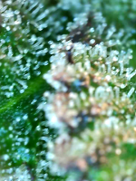 photo169187.png