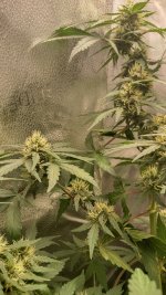 RVC2[1].jpg