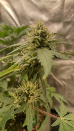 RVC3[1].jpg