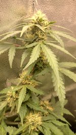 RVC4[1].jpg