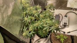 IMG_20240129_185453_HDR[1].jpg