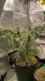 RVC1[1].jpg
