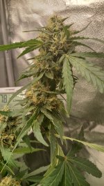 RVC1[1].jpg