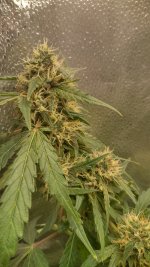 RVC2[1].jpg