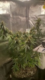 RVC3[1].jpg