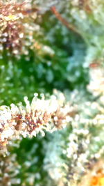 photo169294.png