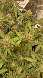 RVC1[1].jpg