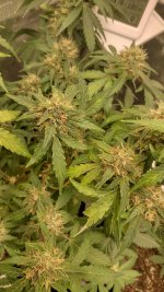 RVC3[1].jpg