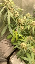 RVC4[1].jpg