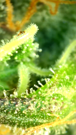 photo169350.png