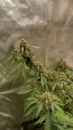 RVC1[1].jpg