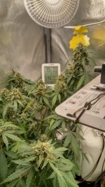 RVC2[1].jpg