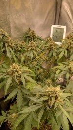 RVC3[1].jpg