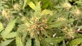 RVC5[1].jpg