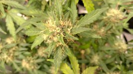 RVC6[1].jpg