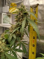 IMG_20240207_195955_HDR[1].jpg