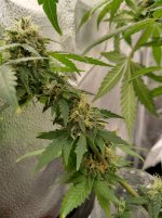 IMG_20240207_183337_HDR[1].jpg