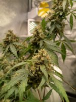 IMG_20240207_183331_HDR[1].jpg