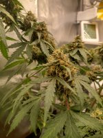 IMG_20240207_183326_HDR[1].jpg