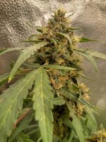 IMG_20240207_170144_HDR[1].jpg