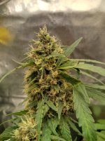 IMG_20240207_170136_HDR[1].jpg