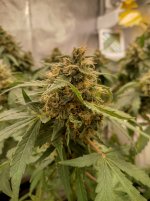IMG_20240207_170113_HDR[1].jpg