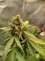 RVC1[1].jpg