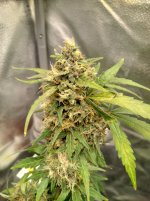 RVC2[1].jpg