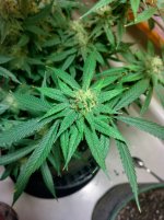 WP3[1].jpg