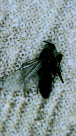 fungus_gnats.png