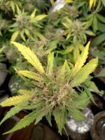 RVC1[1].jpg