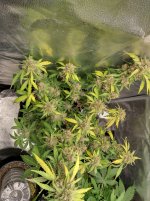 RVC2[1].jpg